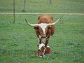 Texas Spring 042
